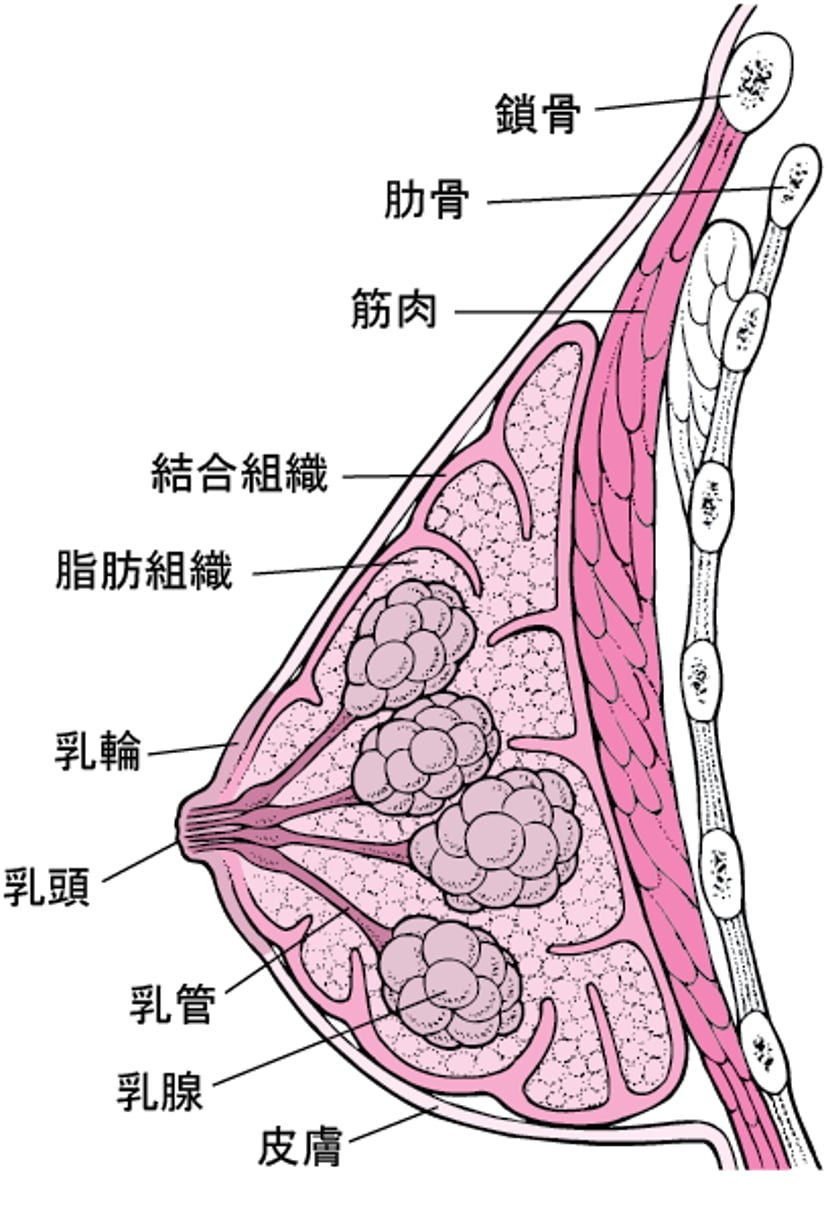 乳房の内部