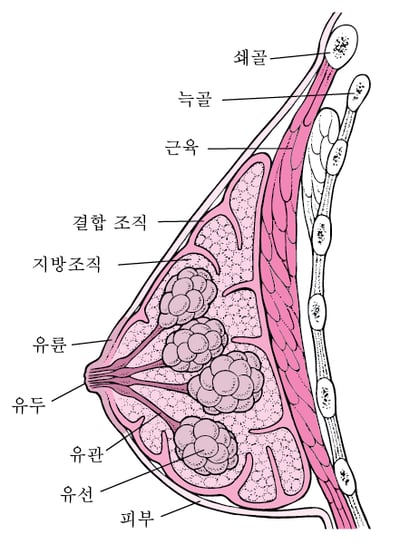 유방 내부