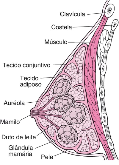 Dentro do mamilo