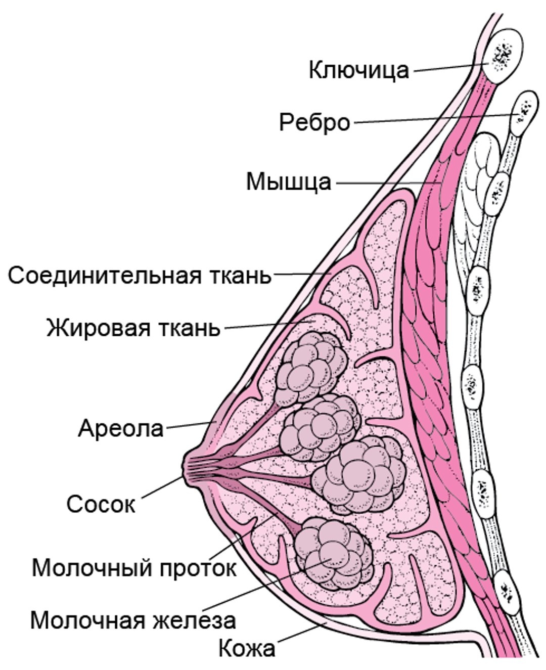 Структура молочной железы