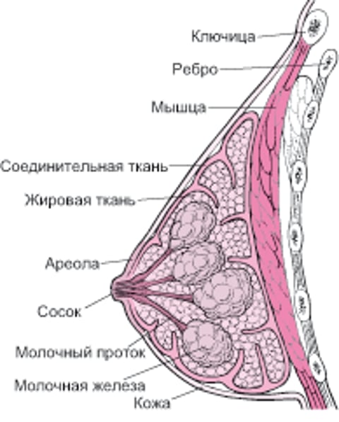 Структура молочной железы