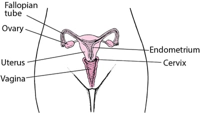Internal Female Reproductive Anatomy
