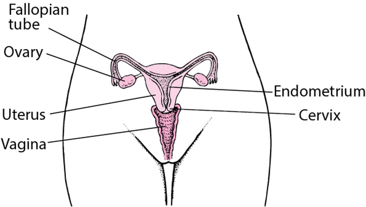 Internal Female Reproductive Anatomy