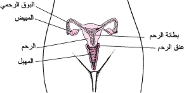 التشريح التناسلي الأنثوي الداخلي