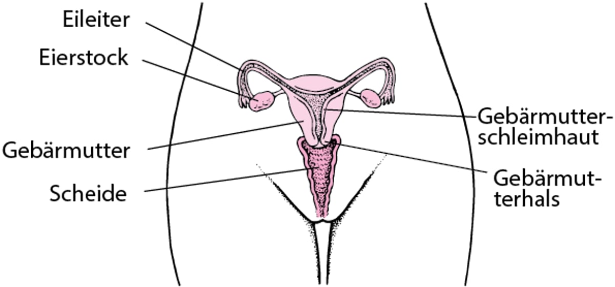 Anatomie der inneren weiblichen Geschlechtsorgane