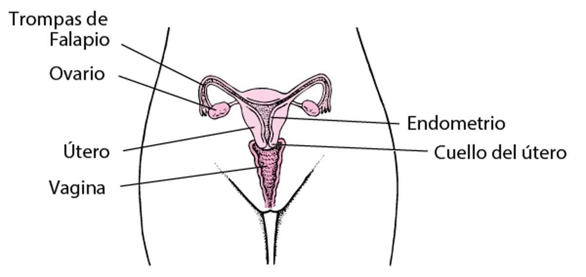 Anatomía reproductiva femenina interna