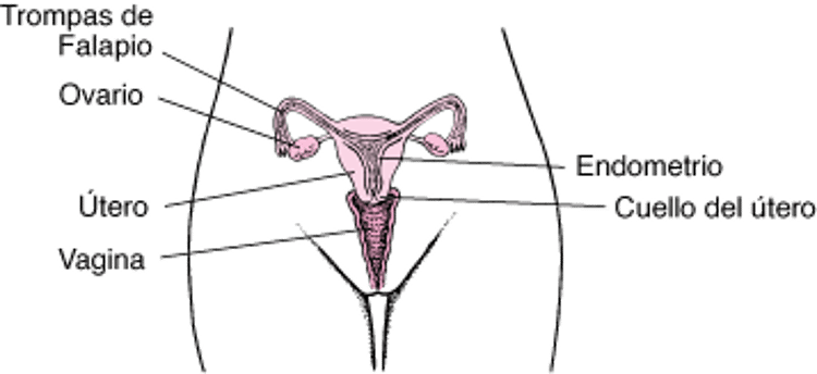 Anatomía reproductiva femenina interna