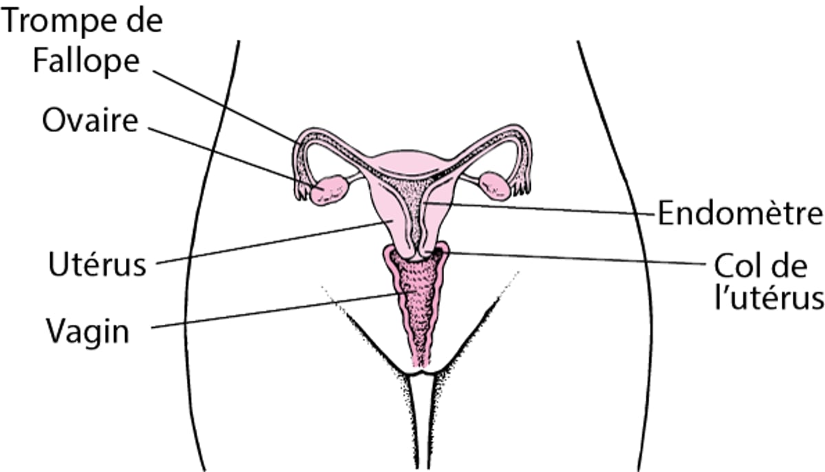 Anatomie des organes reproducteurs internes de la femme