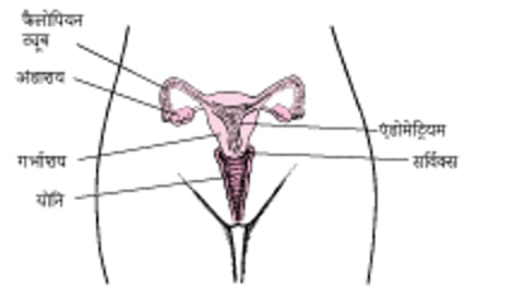 महिला के आंतरिक प्रजनन अंगों की रचना