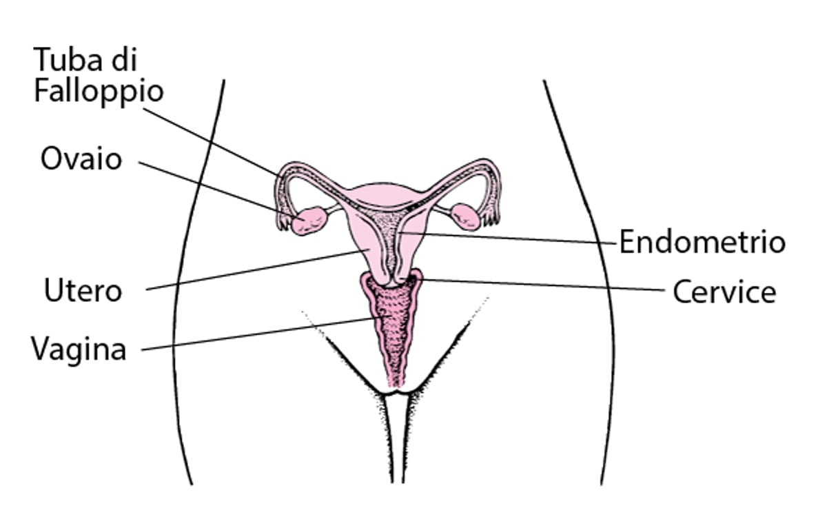 Anatomia dell’apparato riproduttivo femminile interno