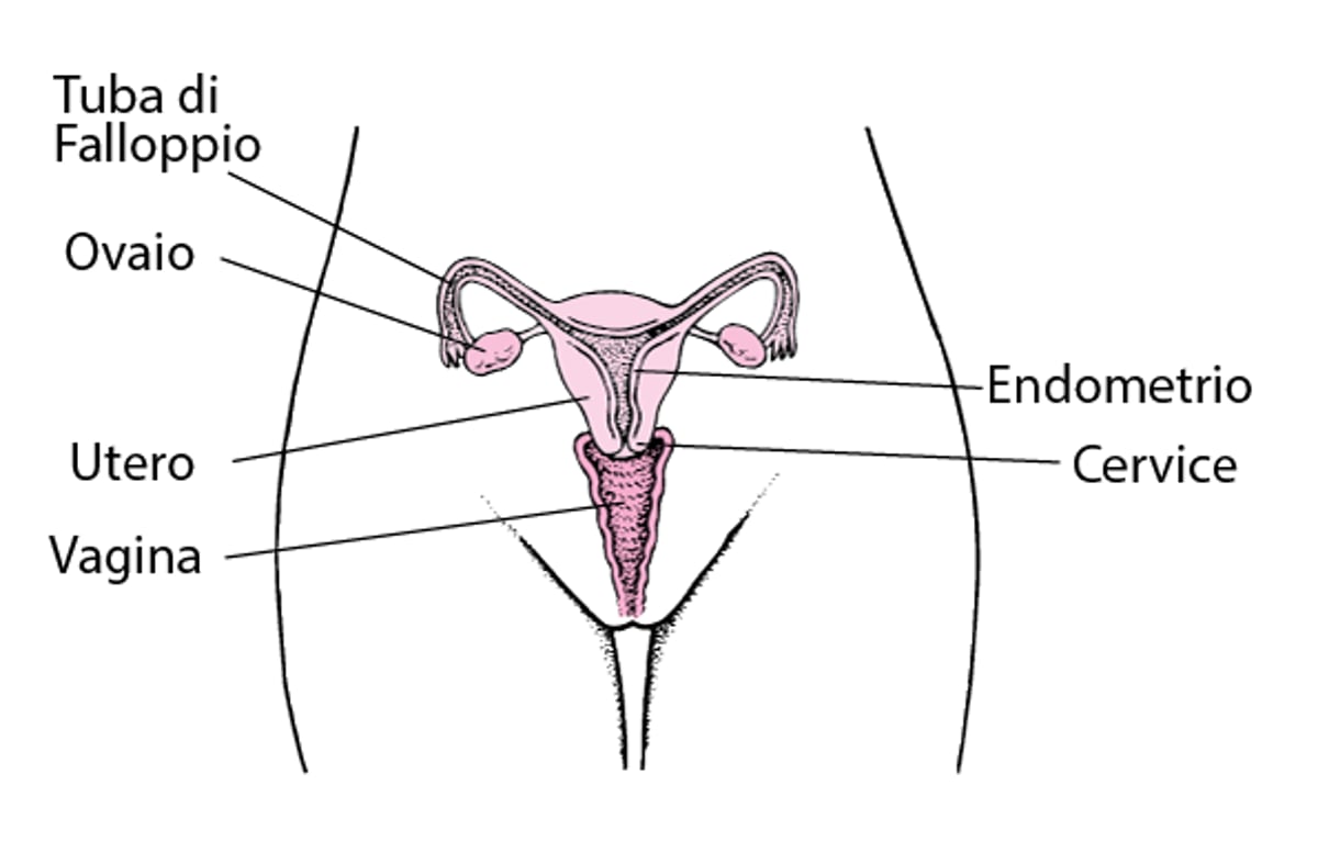 Organi genitali femminili interni