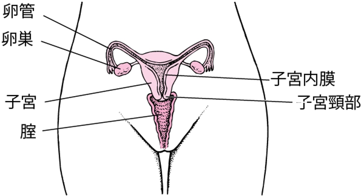 女性の内性器