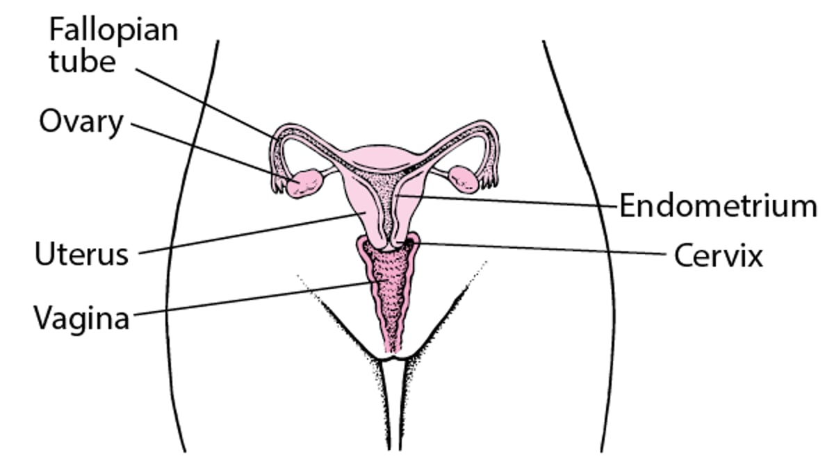 내부 여성 생식 해부학