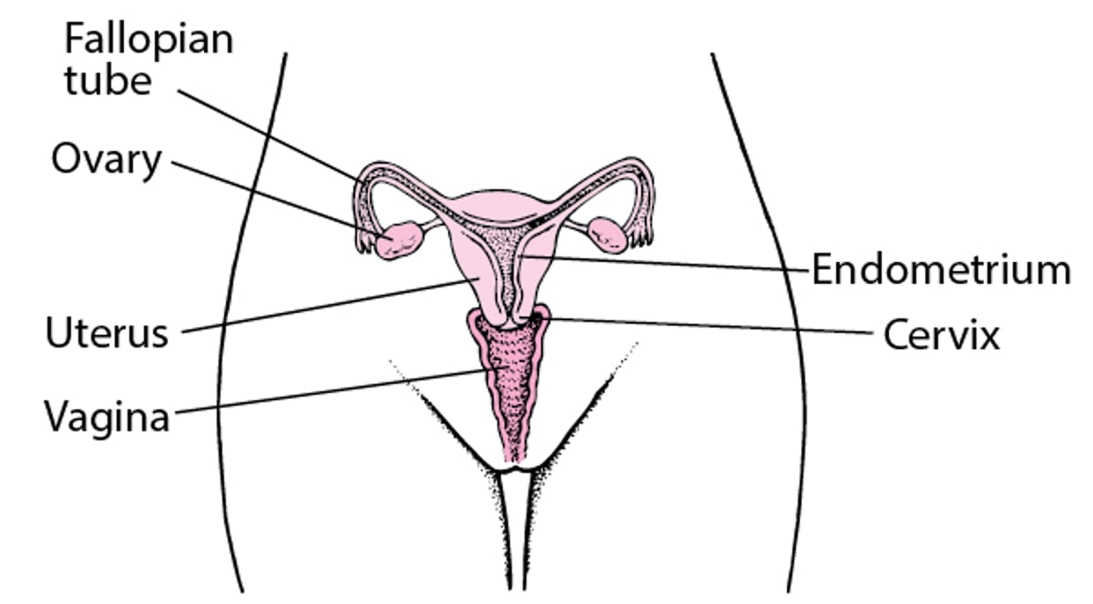 여성 생식 기관 찾기