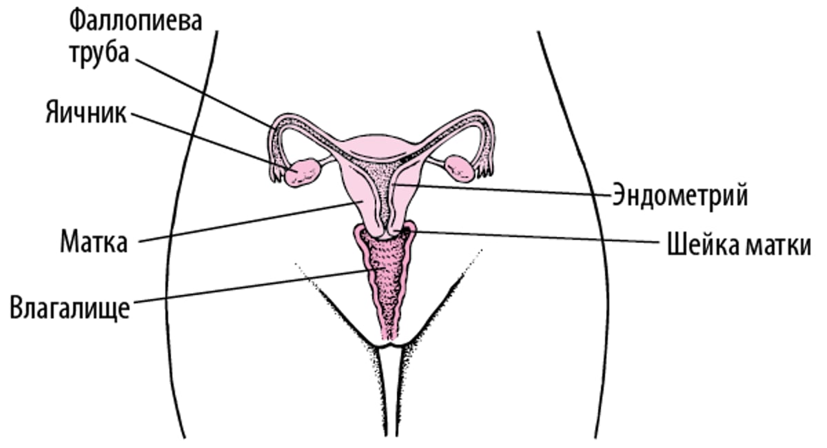 Анатомия внутренних женских половых органов