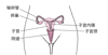 女性内生殖器解剖结构