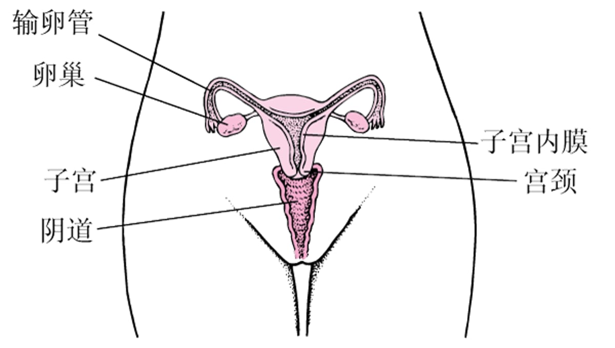 女性内生殖器解剖结构