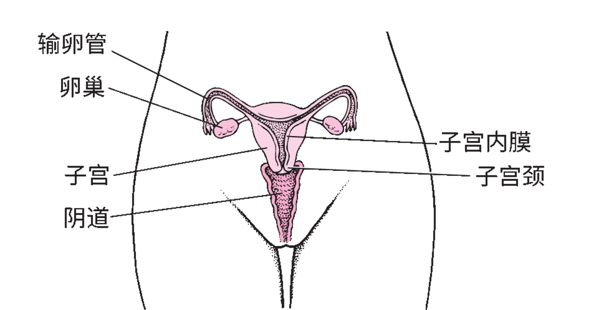 女性内生殖器