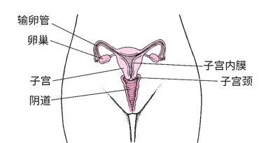 女性内生殖器解剖结构