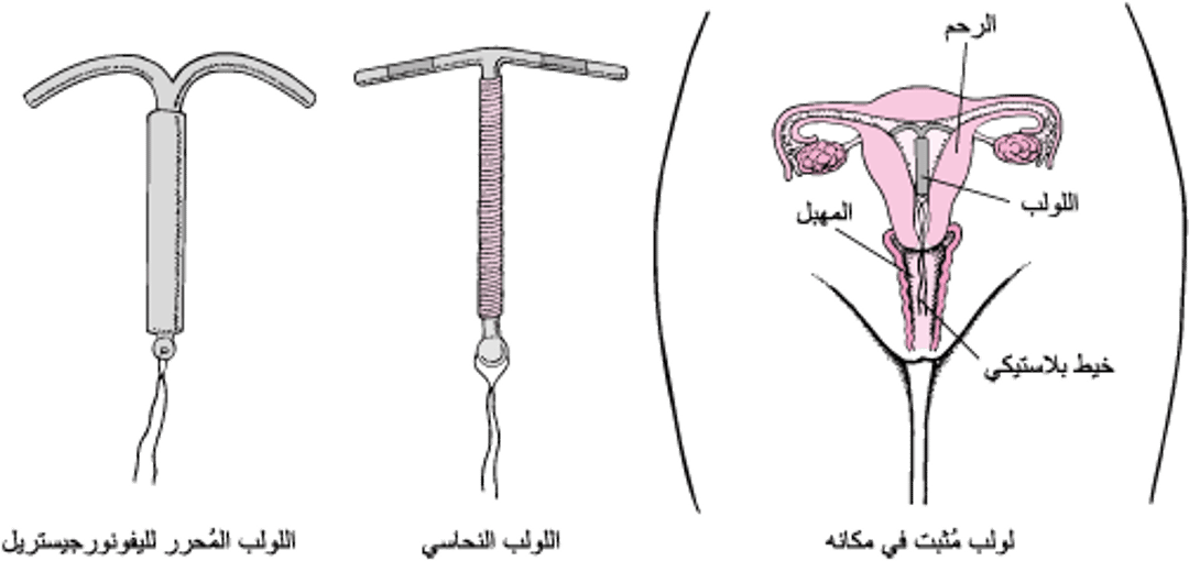 فهم اللوالِب الرحميَّة