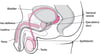 Locating the Male Reproductive Organs