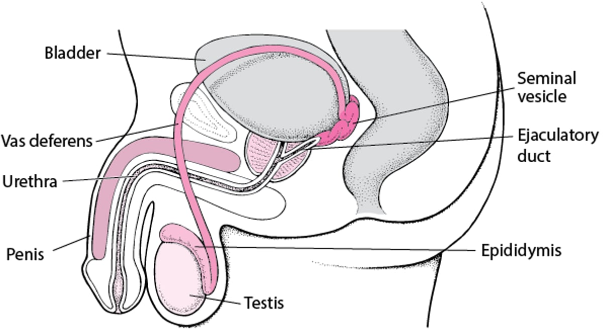 Locating the Male Reproductive Organs