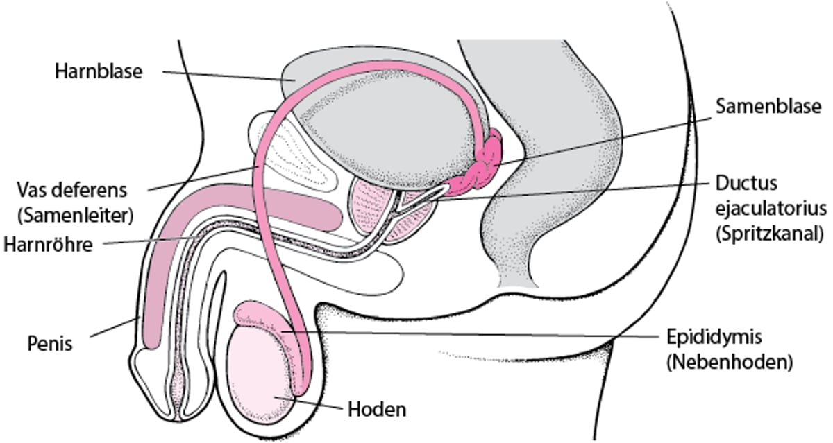 Lage der männlichen Fortpflanzungsorgane