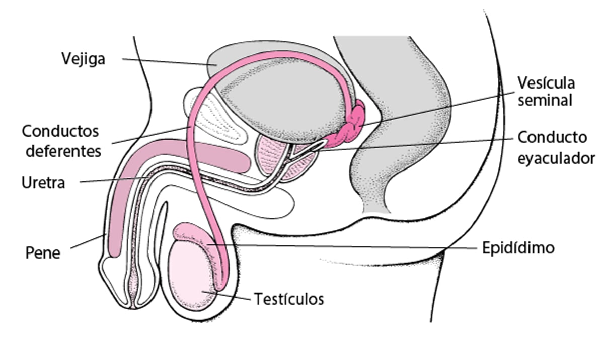 Localización de los órganos reproductores masculinos