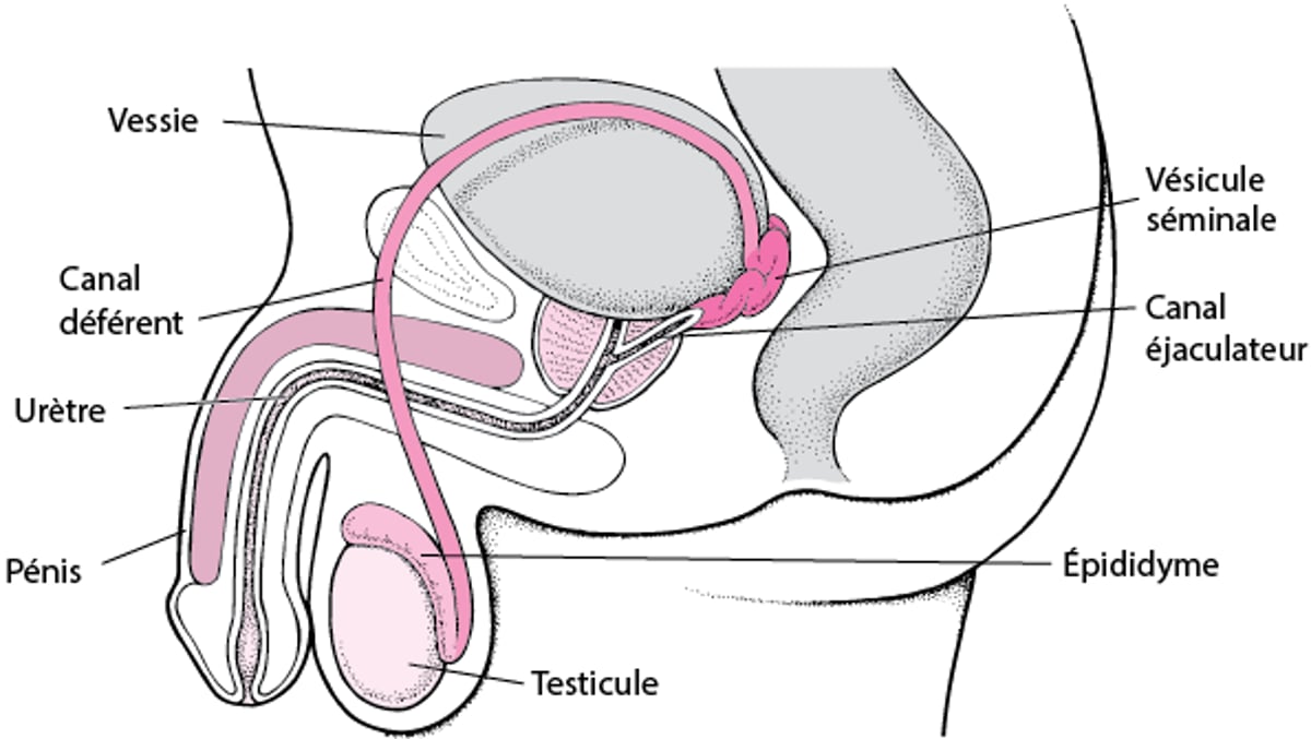 Localisation des organes reproducteurs masculins