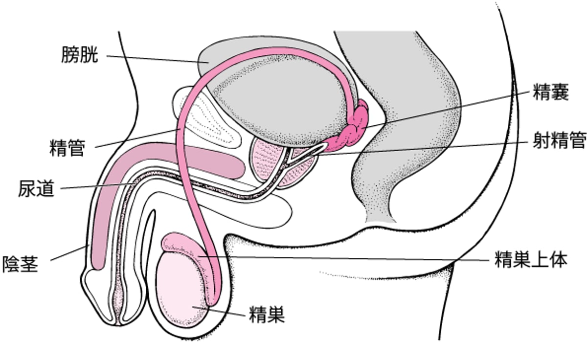 男性生殖器の位置