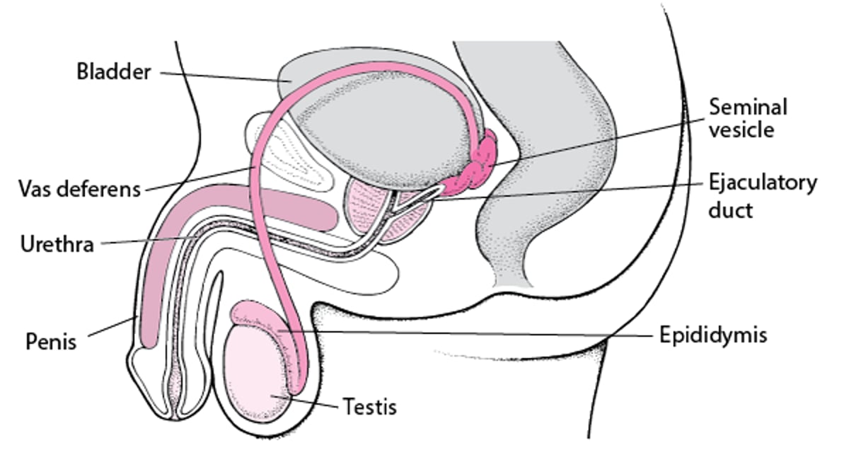 남성 생식 기관 찾기