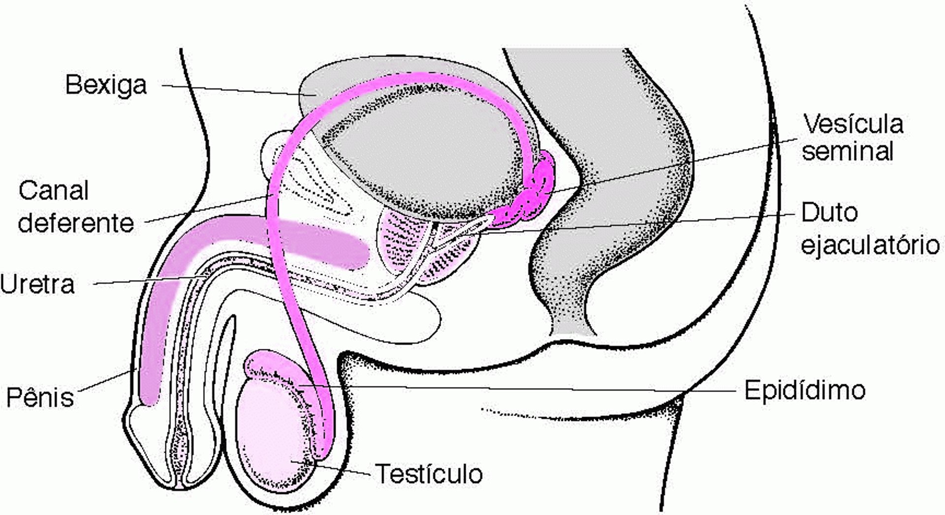 Localização dos órgãos reprodutores masculinos