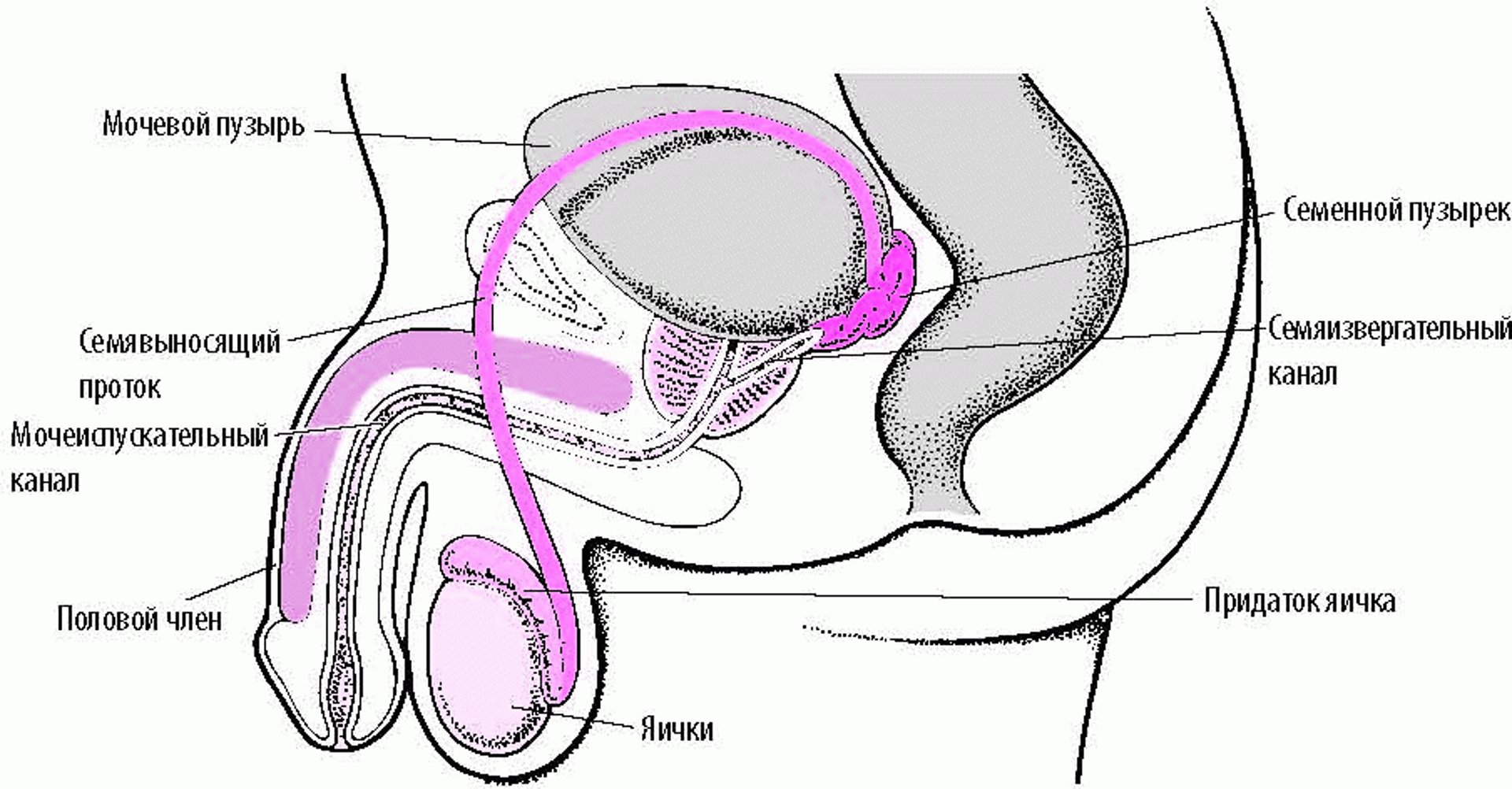 Расположение органов мужской репродуктивной системы