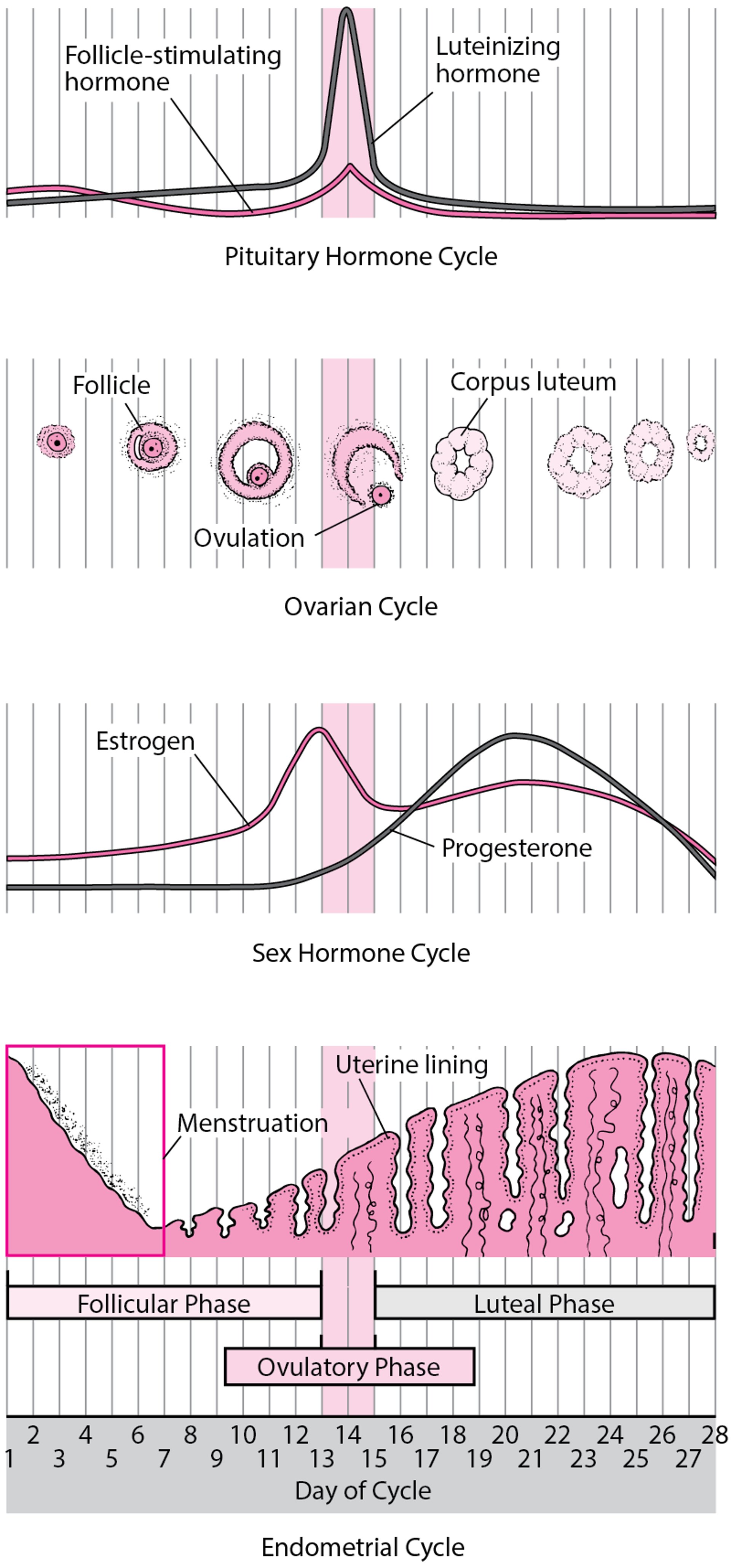 Changes During the Menstrual Cycle