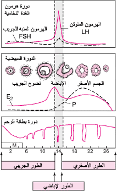 التغيُّراتُ في أثناء الدورة الطمثية