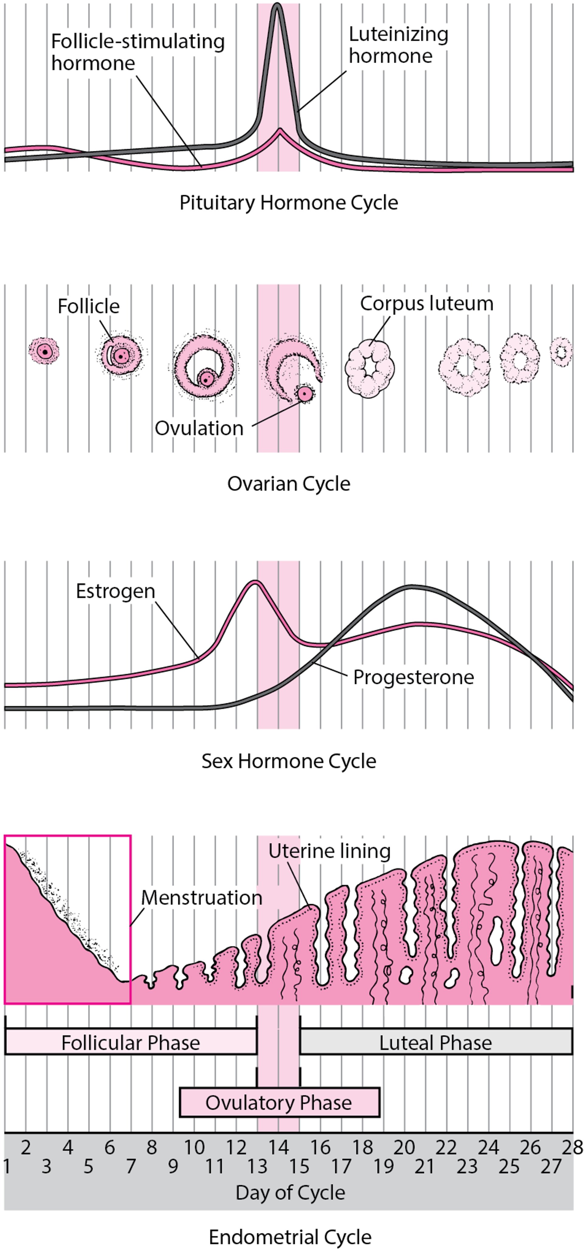 Veränderungen während des Menstruationszyklus