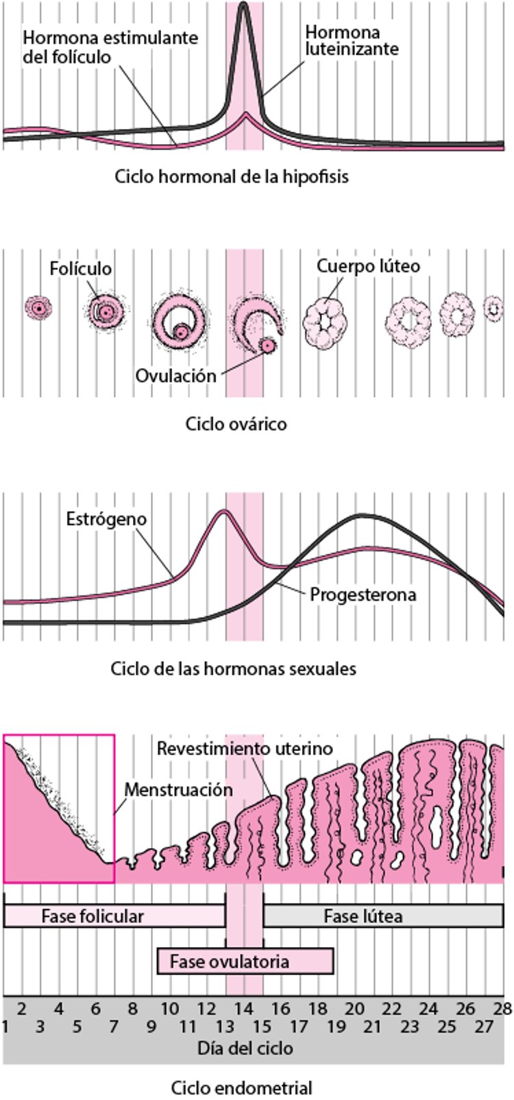 Cambios durante el ciclo menstrual