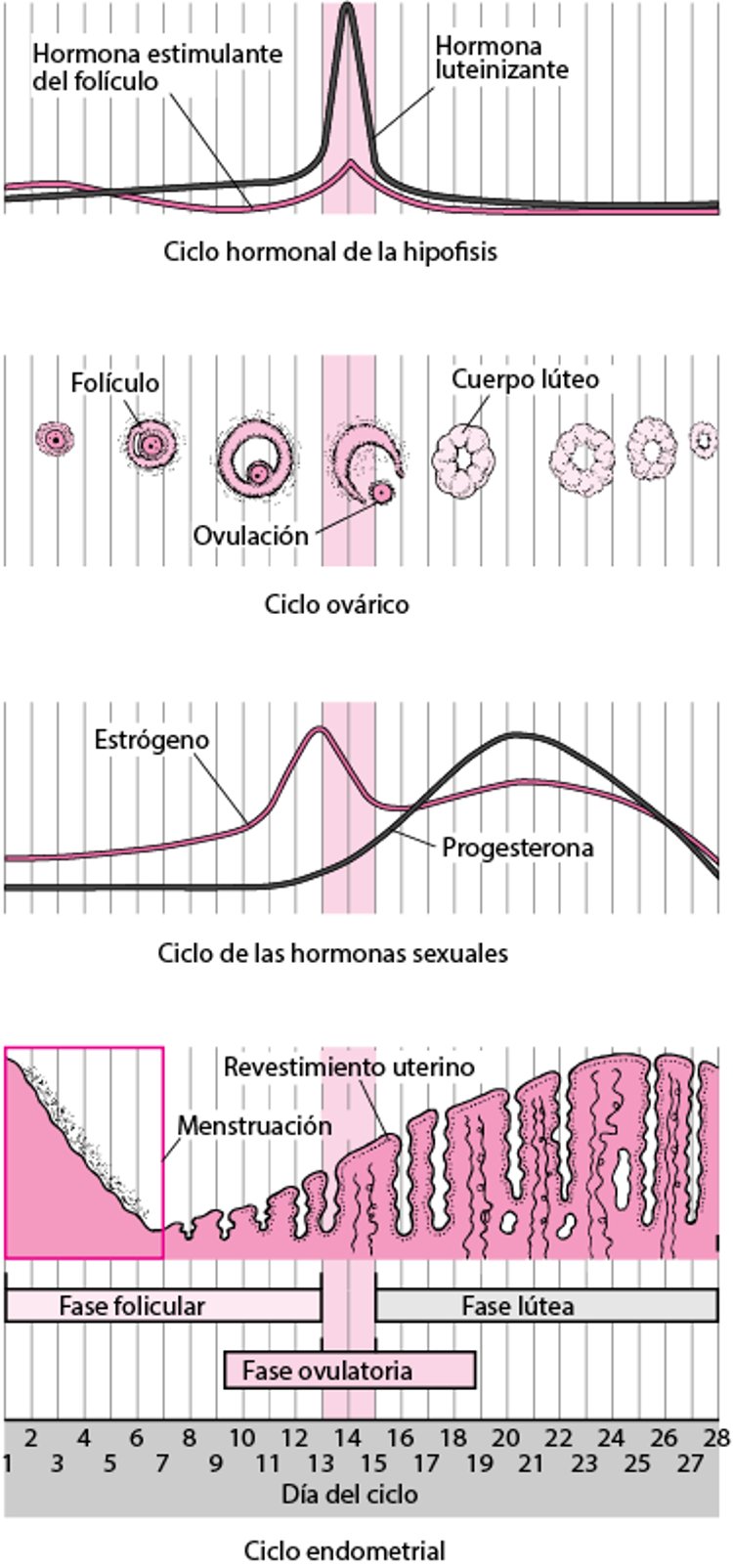 Cambios durante el ciclo menstrual