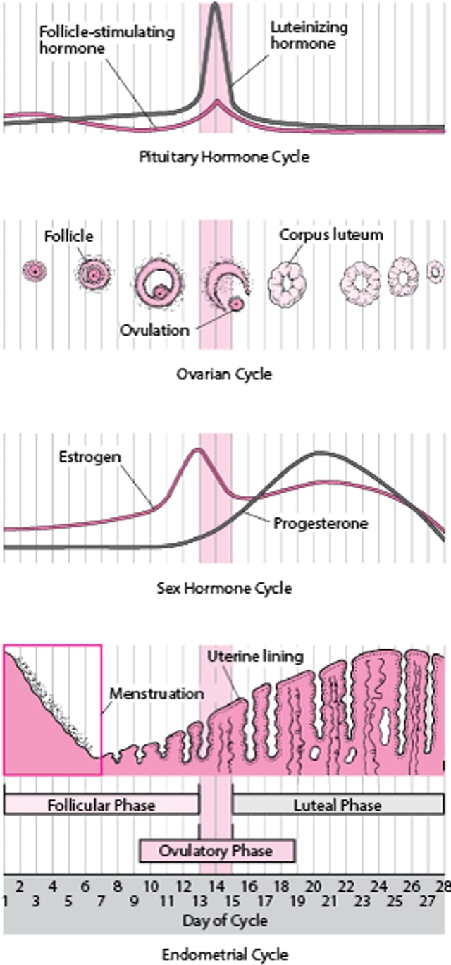 Changements pendant le cycle menstruel