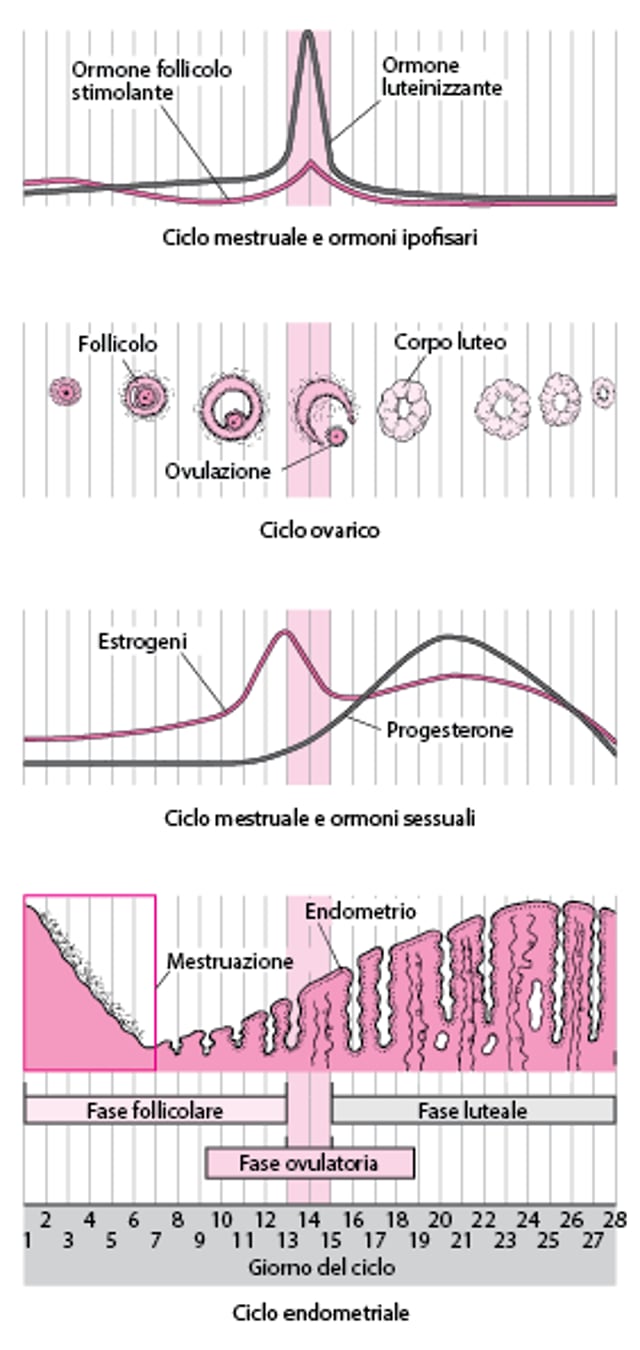 Cambiamenti durante il ciclo mestruale