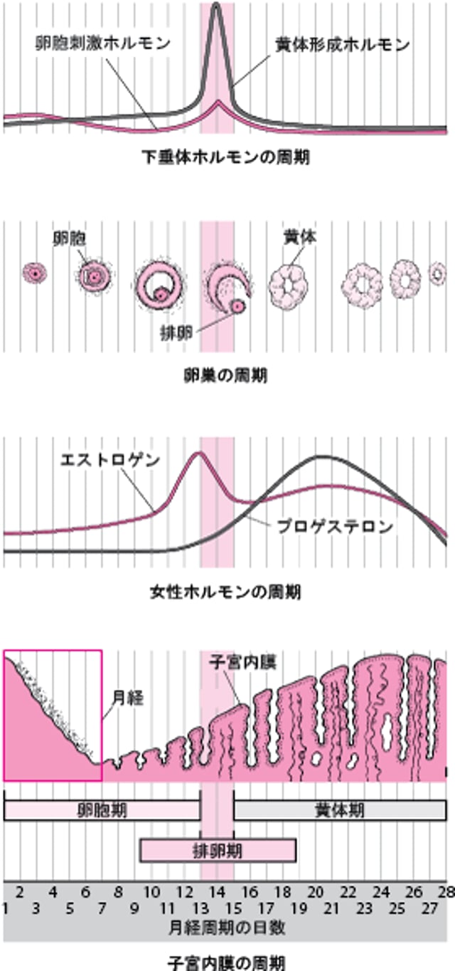 月経周期にみられる変化