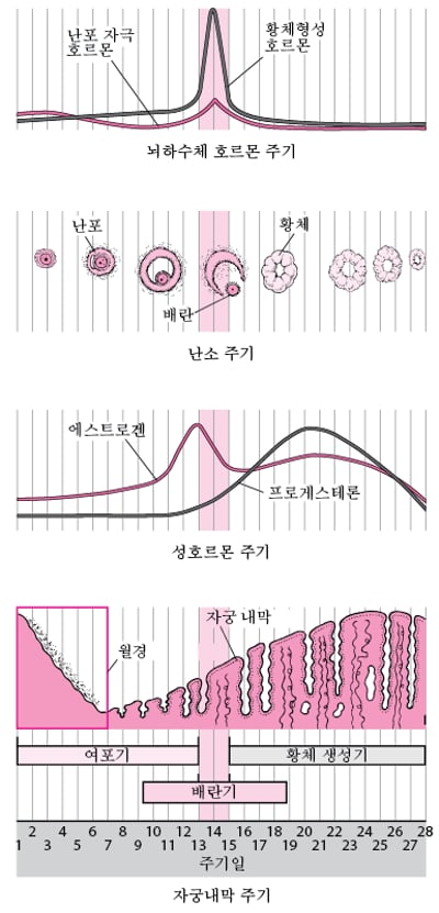 월경 주기 중 변화