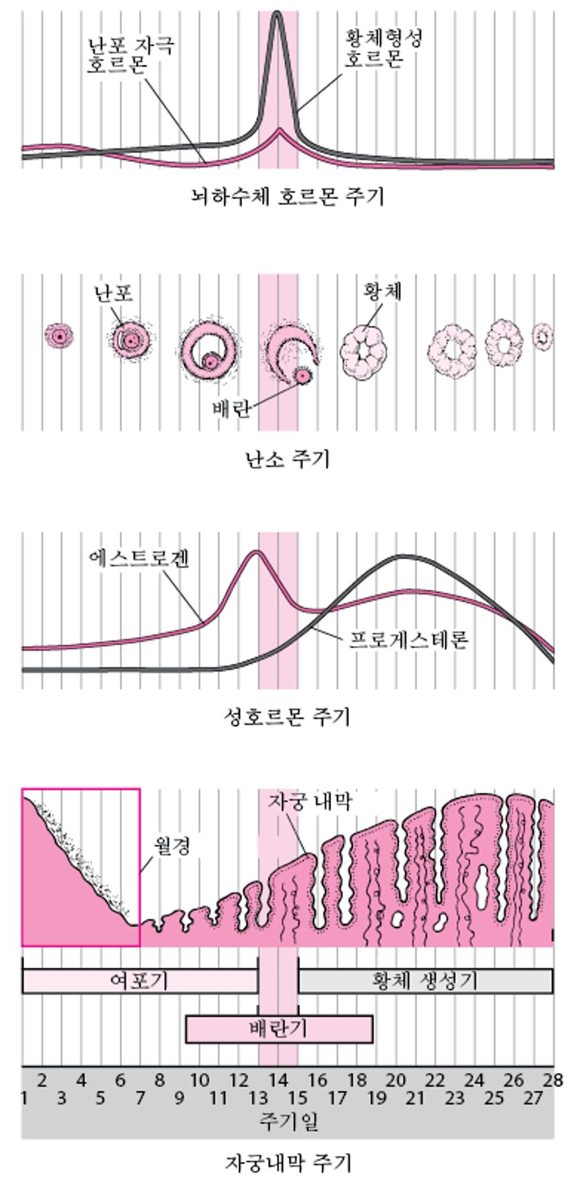 월경 주기 중 변화