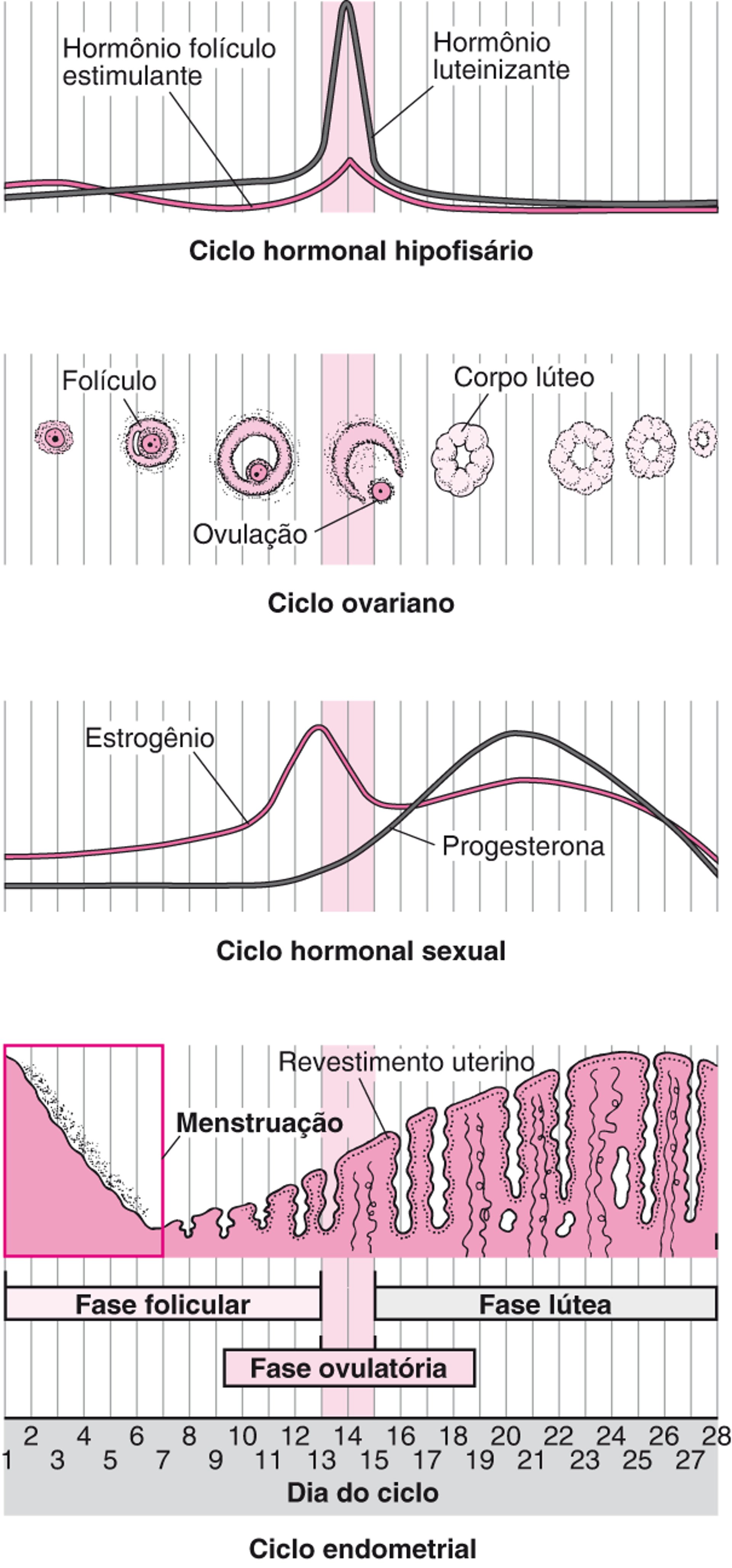 Mudanças durante o ciclo menstrual