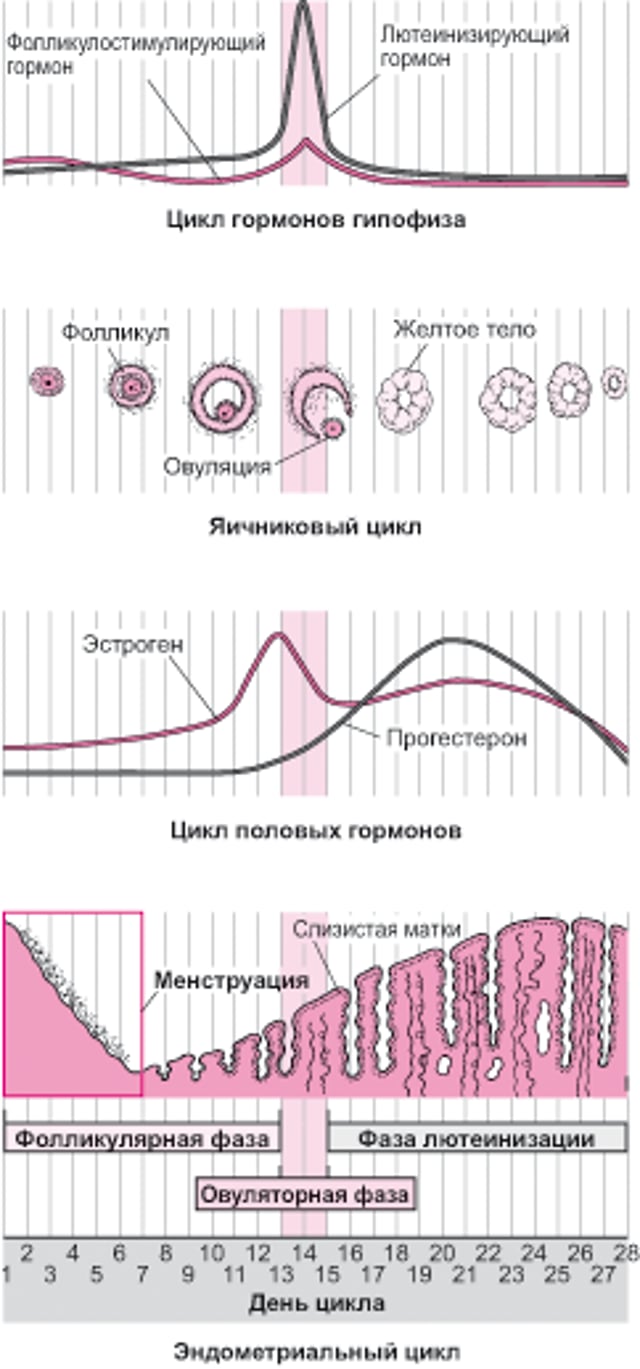 Изменения во время менструального цикла