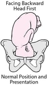 Normal Position and Presentation of the Fetus