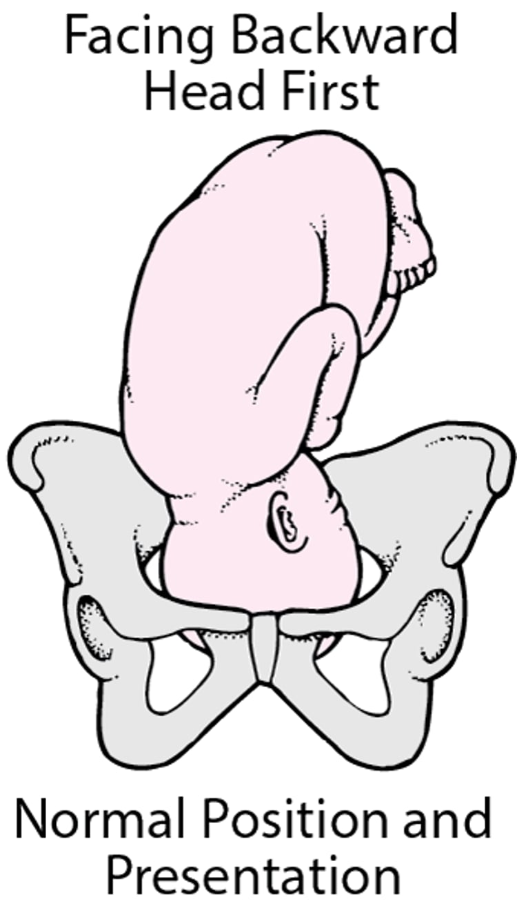 Normal Position and Presentation of the Fetus