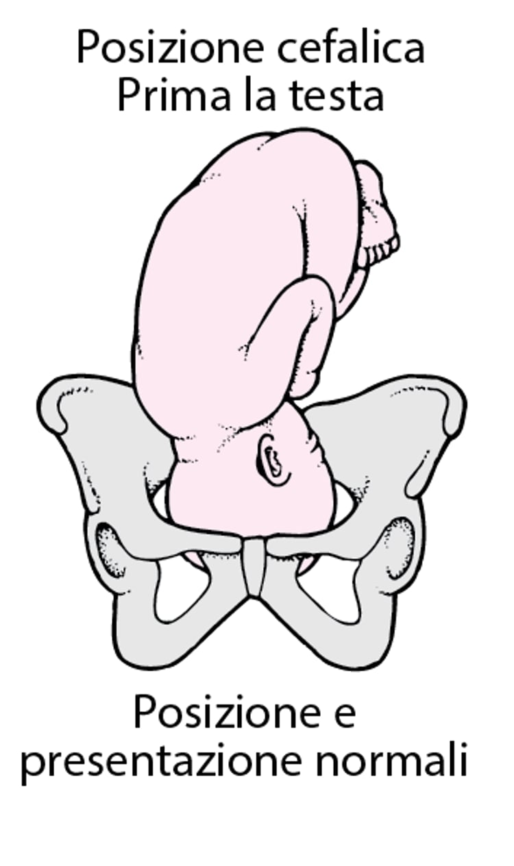 Posizione e presentazione normali del feto