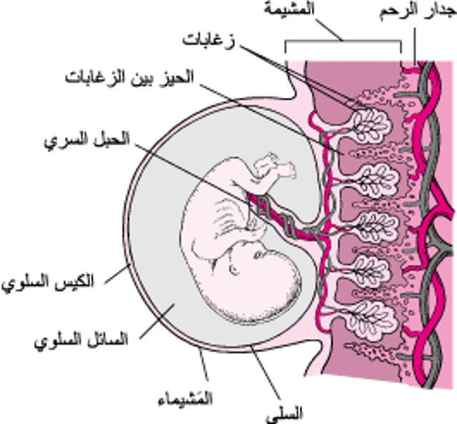 المشيمة والحبل السرِّي والجنين