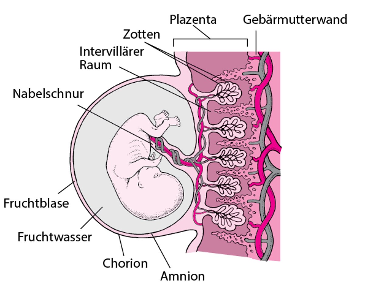 Plazenta und Embryo nach ca. 8 Wochen